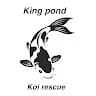 King pond Koi rescue