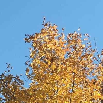 ruth-ann-romansky profile