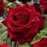 Misbah Noor