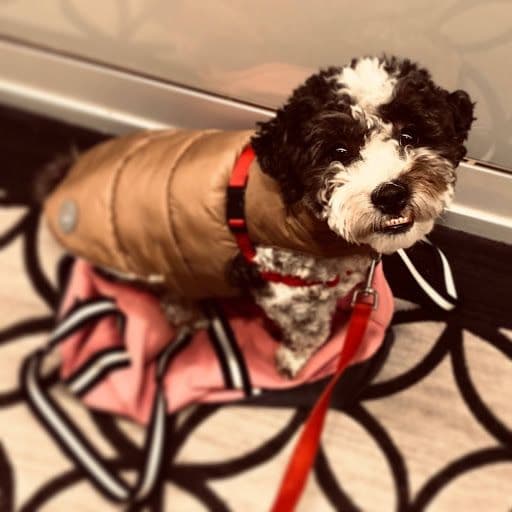 podplay-ai-alfie profile